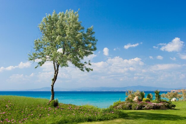 Paesaggio con olivo al soleggiato mare greco