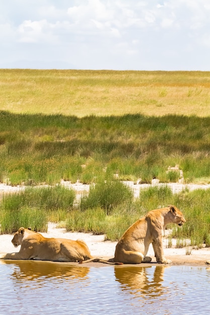 Paesaggio con orgoglio dei leoni. Serengeti, Tanzania