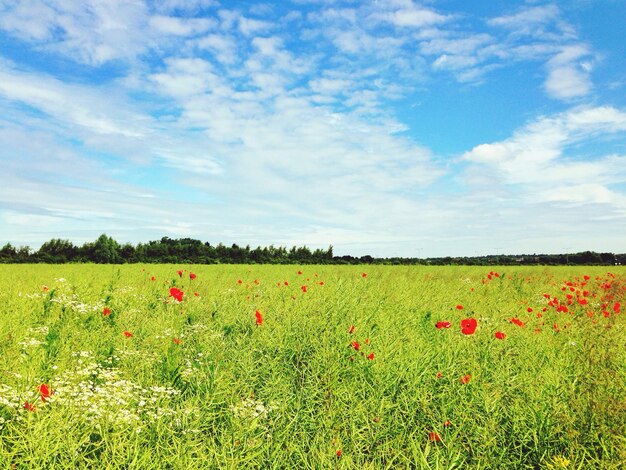 Paesaggio con papaveri nel prato