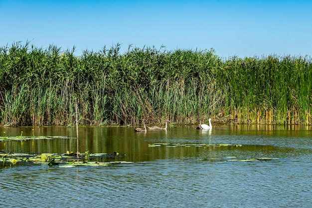 Paesaggio con pellicani bianchi nel Delta del Danubio, Romania, in una giornata di sole estivo, 2021