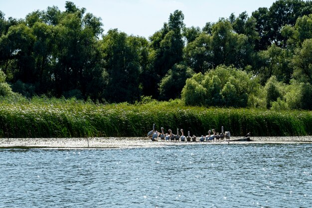 Paesaggio con pellicani bianchi nel Delta del Danubio, Romania, in una giornata di sole estivo, 2021