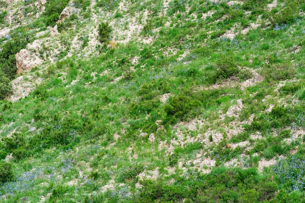 Paesaggio con prati primaverili sul pendio della montagna