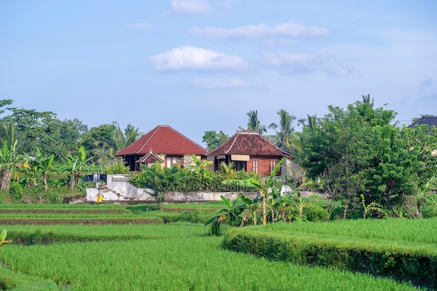 Paesaggio con risaie verdi, casa e palme al giorno pieno di sole nell'isola di Bali, Indonesia. Natura e concetto di viaggio