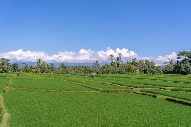 Paesaggio con risaie verdi e palme in giornata di sole nell'isola di Bali, Indonesia