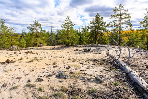 Paesaggio con roccia nella foresta