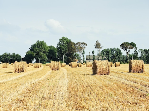 Paesaggio con rotoli di pagliaio sul campo raccolto