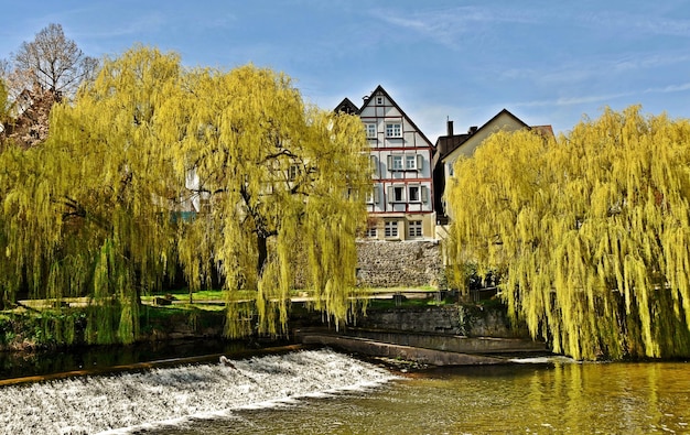 Paesaggio con salici piangenti sul fiume Murr a Backnang