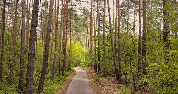 Paesaggio con sentiero corsia pedonale e alberi verdi nella foresta. Bellissimo vicolo nel parco per passeggiate a piedi e in bicicletta in una giornata di sole estivo.