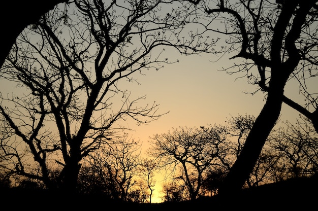 Paesaggio con silhouette di alberi al tramonto. paesaggio retroilluminato,
