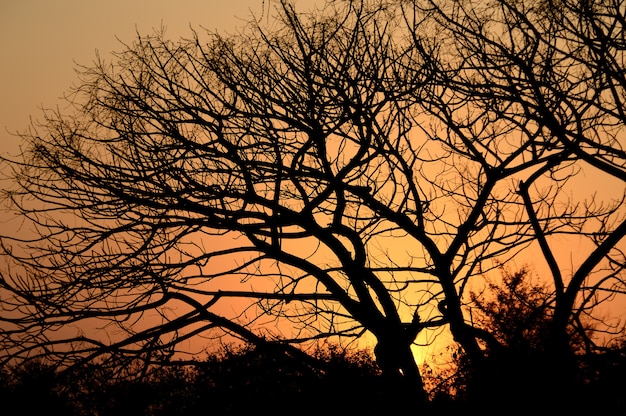 Paesaggio con silhouette di alberi al tramonto. paesaggio retroilluminato,