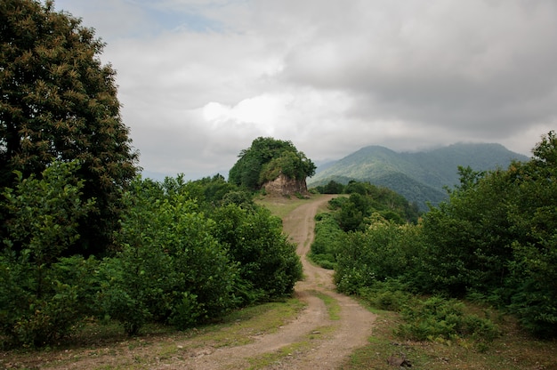 Paesaggio con strada di montagna in un bosco