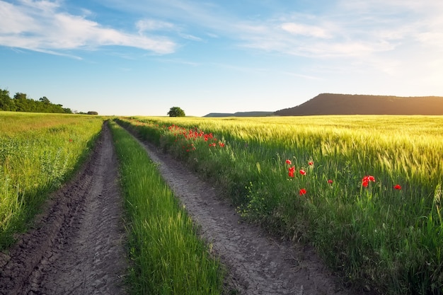 Paesaggio con strada sterrata tra prato all'inizio della primavera. Agricoltura, campi e pascoli. Disegno della natura.