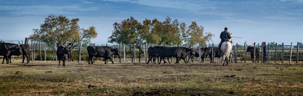 Paesaggio con tori e guardiani in Camargue