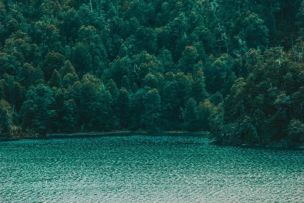 Paesaggio con un bellissimo lago e alberi