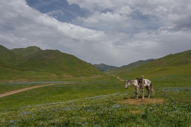 paesaggio con un cavallo sulle verdi colline