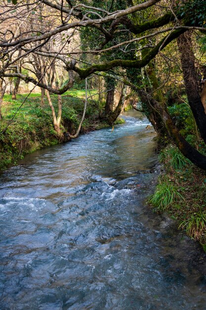 Paesaggio con un piccolo fiume di montagna in boschetti tropicali nel tardo autunno