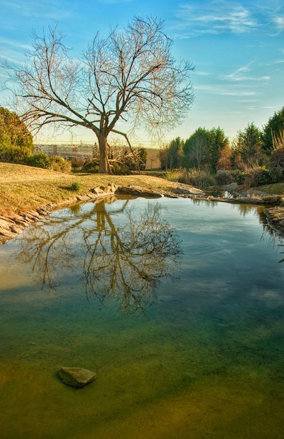 Paesaggio con uno stagno e un albero riflesso nell'acqua.