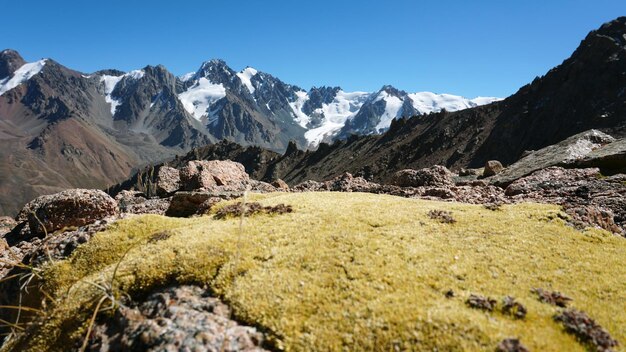 Paesaggio con vista di muschio giallo-verde adagiato su grosse pietre. Cime innevate