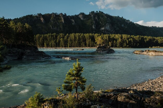 Paesaggio con vista sul fiume di montagna katun nella repubblica di altai