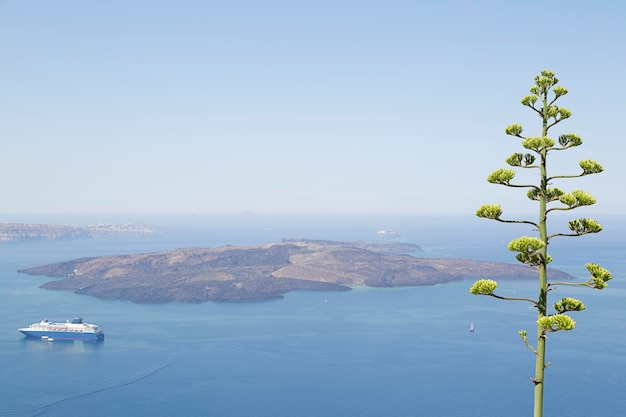 Paesaggio con vista sul Mar Egeo Nave da crociera al mare vicino alle isoleAgave fiore di piante in primo piano Isola di Santorini in Grecia