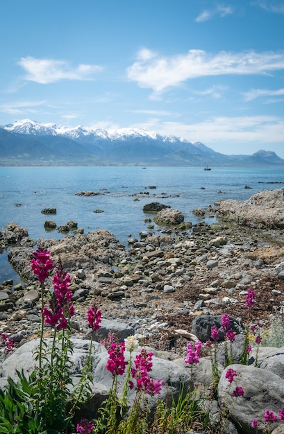 Paesaggio costiero girato con fiori in primo piano girato alla penisola di Kaikoura in Nuova Zelanda