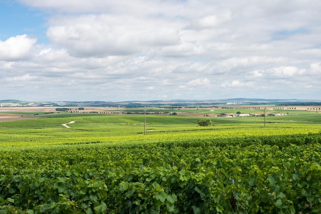 Paesaggio dei vigneti della Montagne de Reims, Francia