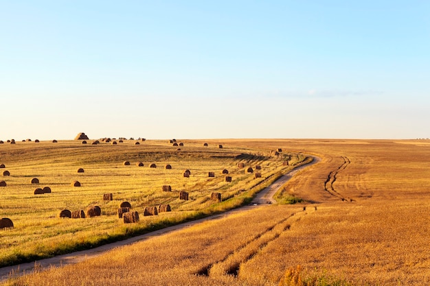 Paesaggio del campo agricolo con raccolto di colza raccolto