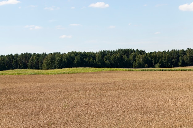 Paesaggio del campo agricolo su cui cresce mais verde e altre piante