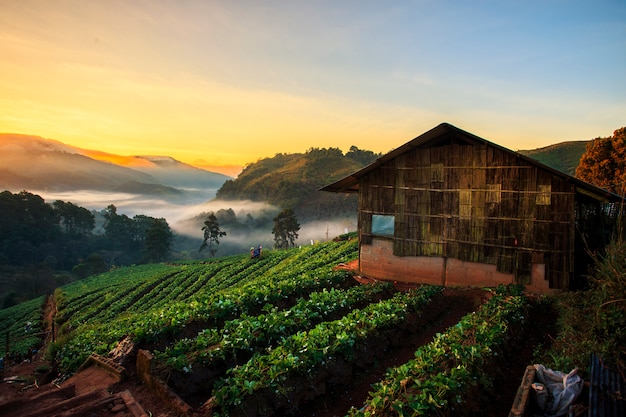 Paesaggio del campo della fragola di mattina.