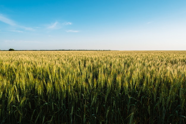 Paesaggio del campo di agricoltura dell'azienda agricola delle spighette del grano con cielo blu