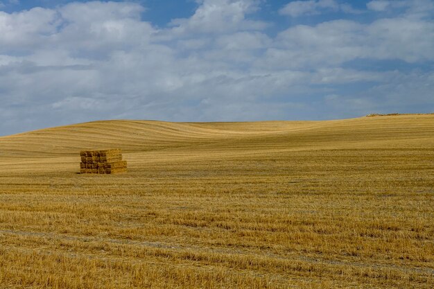 Paesaggio del campo di cereali dopo il raccolto Balle di fieno nel campo