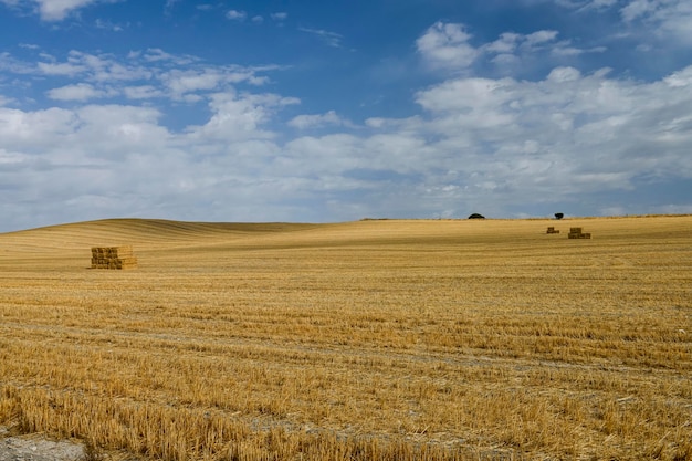 Paesaggio del campo di cereali dopo il raccolto Balle di fieno nel campo