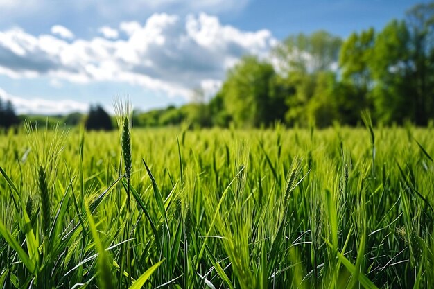 Paesaggio del campo di erba verde