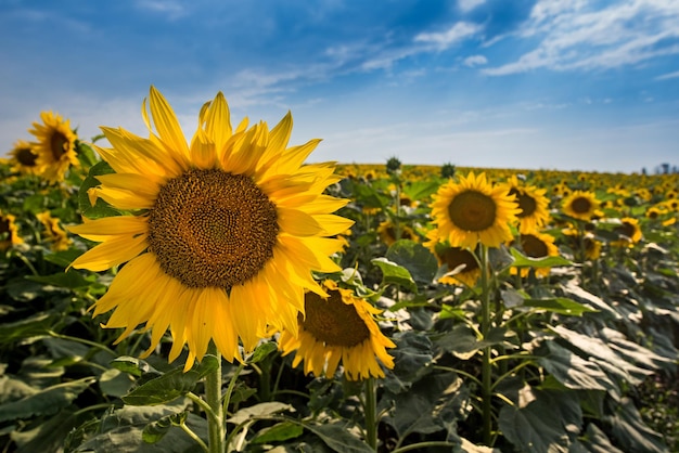 Paesaggio del campo di girasole con grandi fiori davanti e bel cielo