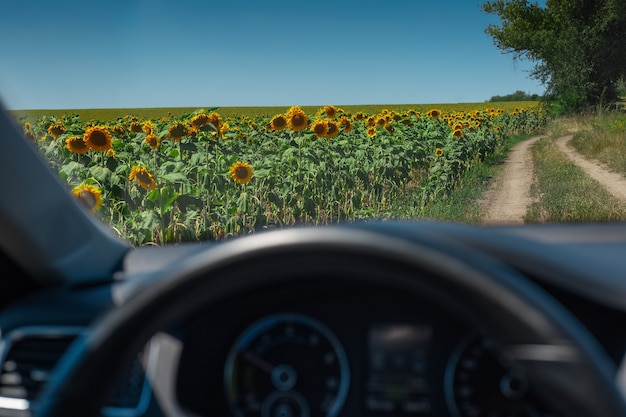 Paesaggio del campo di girasoli vicino alla strada del villaggio attraverso il finestrino dell'auto.