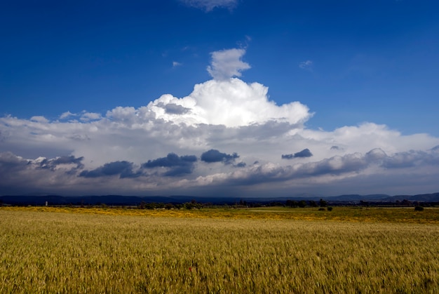 Paesaggio del campo di grano con le nuvole che minacciano tempesta