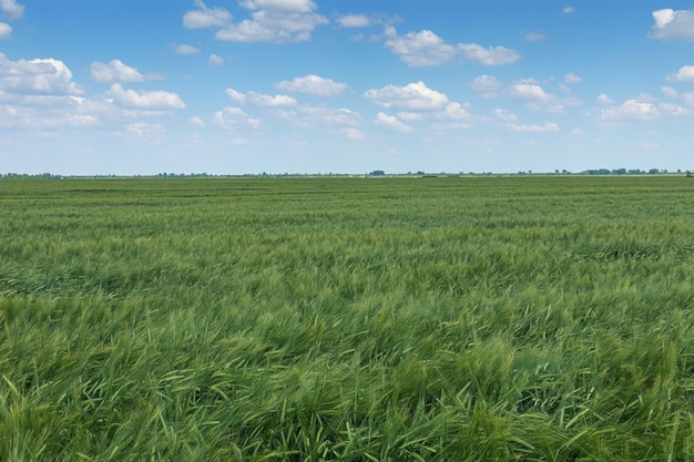 Paesaggio del campo di grano verde. Campo di grano verde.