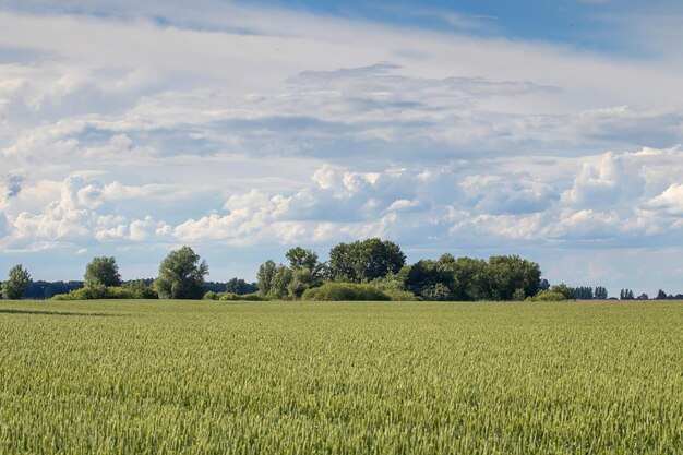 Paesaggio del campo di grano verde. Campo di grano verde.