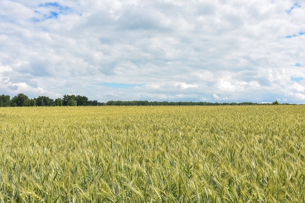 Paesaggio del campo di grano