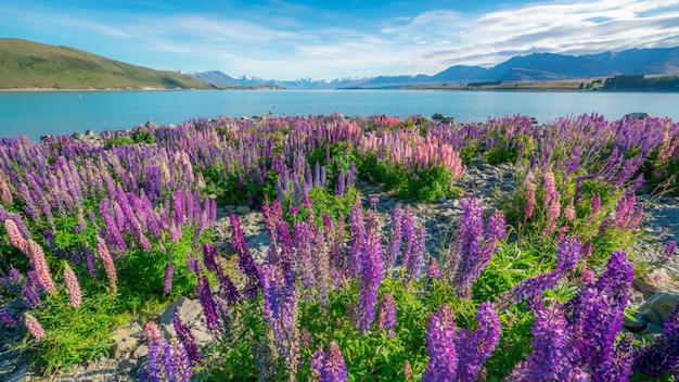 Paesaggio del campo di lupino vicino all'acqua