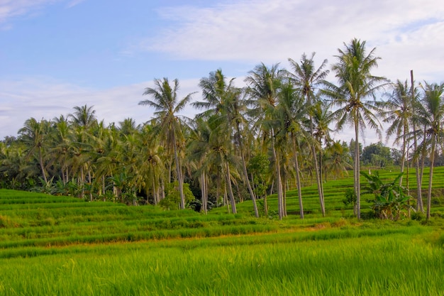 Paesaggio del campo di riso con vista su alberi di cocco e cielo sereno