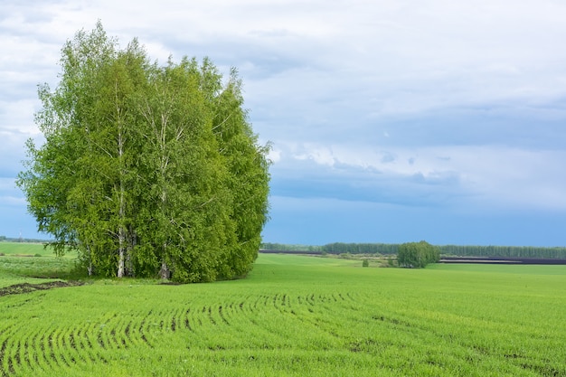 Paesaggio del campo e boschetto di betulle