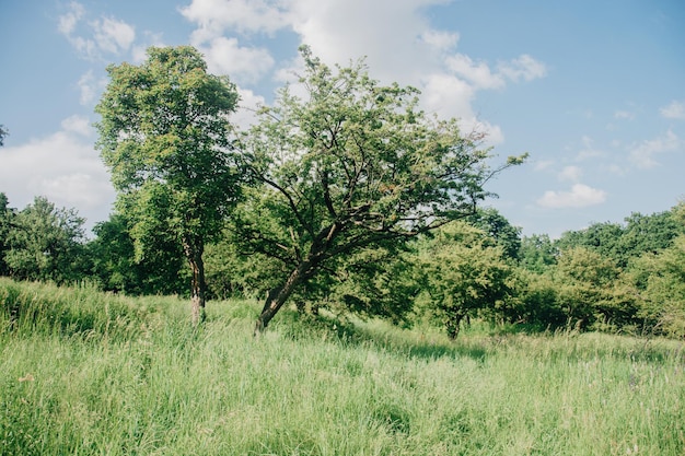 Paesaggio del campo in erba e uso del parco pubblico dell'ambiente verde come sfondo naturale