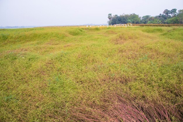 Paesaggio del campo verde della raccolta dei semi di coriandolo