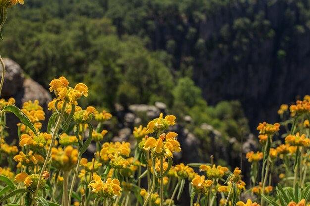 Paesaggio del canyon di Tazi a Manavgat in Turchia con fiori di giallo. valle e scogliera.