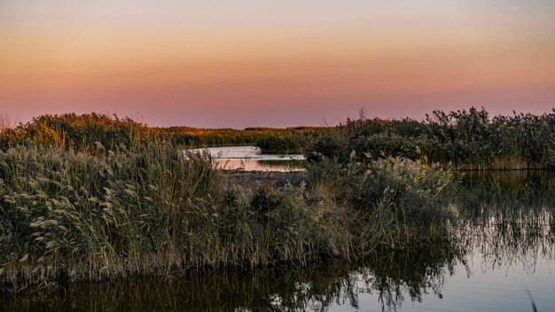 Paesaggio del Delta del Danubio con vegetazione e acqua