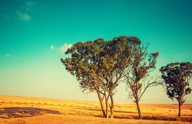 Paesaggio del deserto Alberi nel deserto Natura Israele