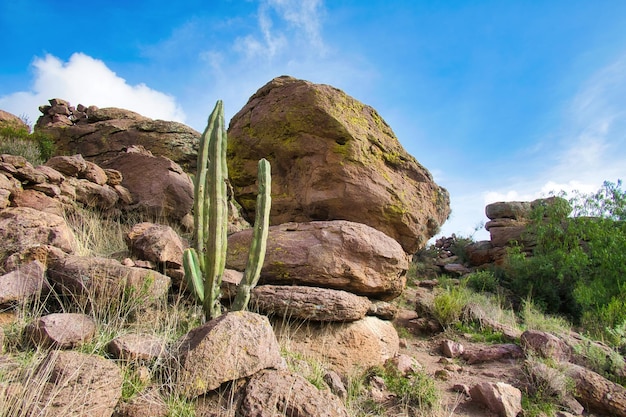 Paesaggio del deserto messicano con pietre e cactus sullo sfondo