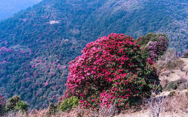 Paesaggio del fiore di rododendro in fiore a Poonhill, Nepal