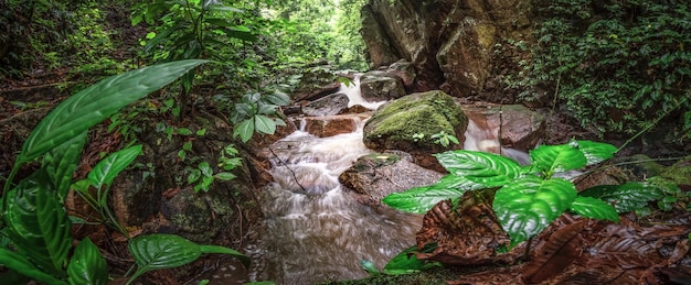 paesaggio del fiume nella foresta profonda